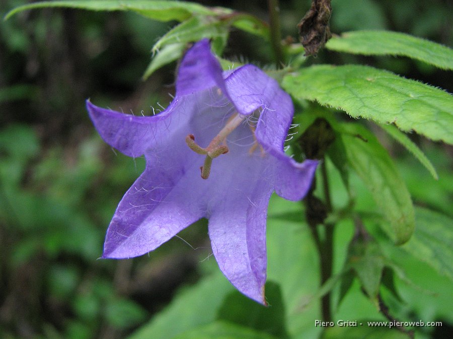 festaBeita 061.jpg - Campanula